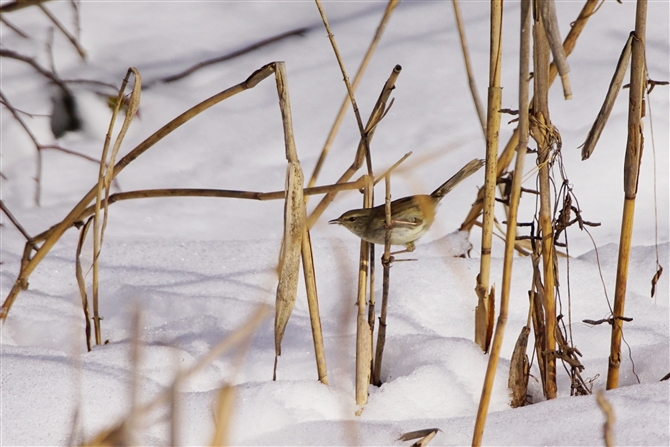 EOCX,Japanese Bush Warbler